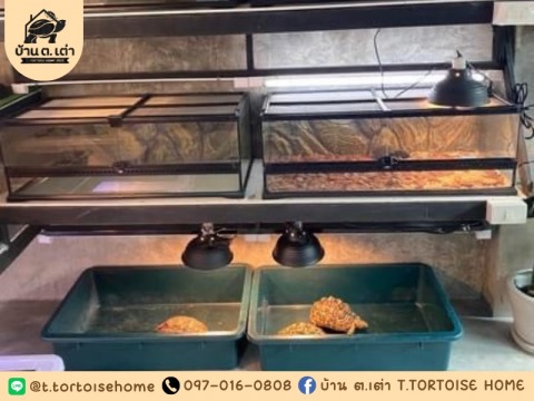 ฟาร์มเต่า